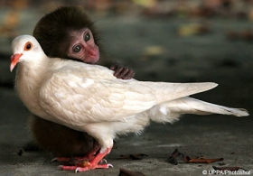monkeypidgeon.jpg